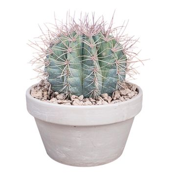 Melocactus azureus