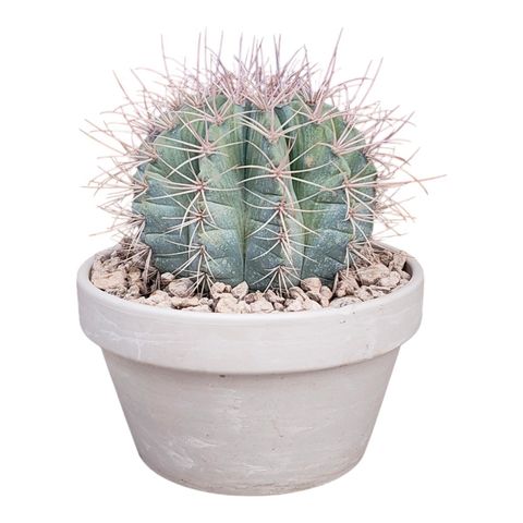 Melocactus azureus