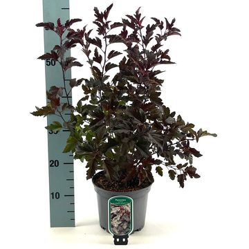 Physocarpus opulifolius ALL BLACK