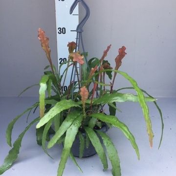 Epiphyllum anguliger 'Fire'