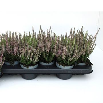Calluna vulgaris BEAUTY LADIES MIX IN POT