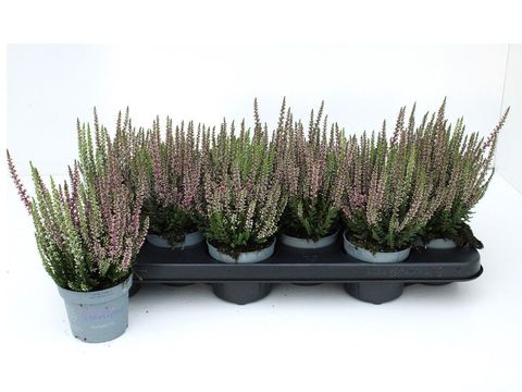 Calluna vulgaris BEAUTY LADIES MIX IN POT