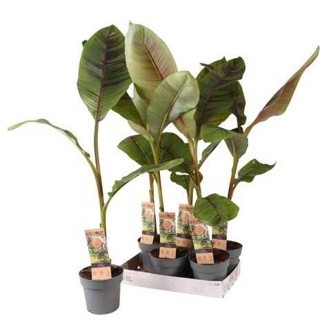 Musa sikkimensis 'Ever Red'