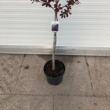 Cotinus coggygria 'Royal Purple'