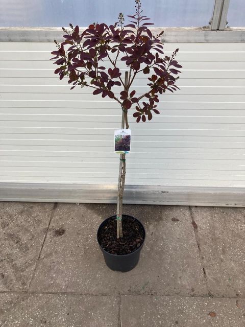 Cotinus coggygria 'Роял Пепл'