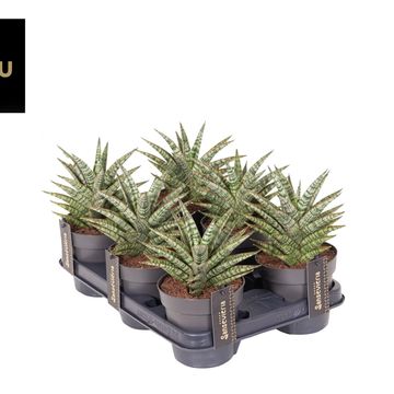 Sansevieria 'Comet Mini Queen No. 1'