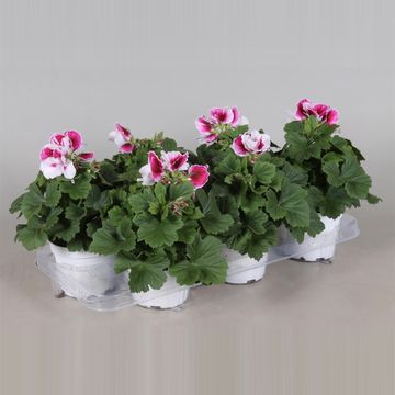 Pelargonium 'Bravo'