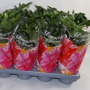 Hibiscus rosa-sinensis MIX