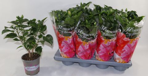 Hibiscus rosa-sinensis MIX