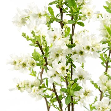 Exochorda racemosa 'Niagara'