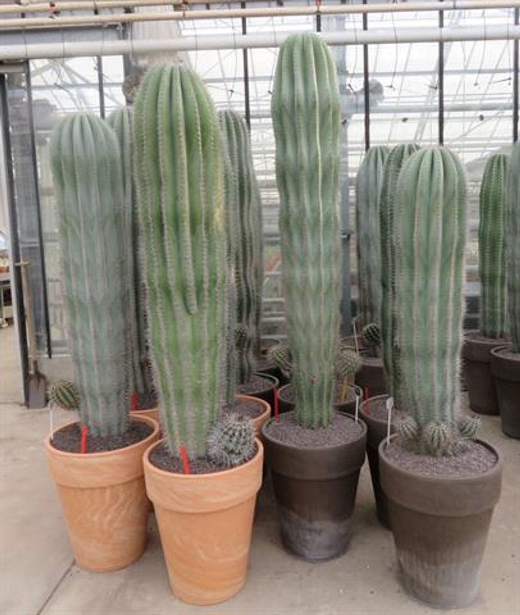 Pachycereus pringlei  Pflanzengrohandel FlorAccess