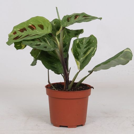 Maranta leuconeura 'Kerchoveana Variegata'