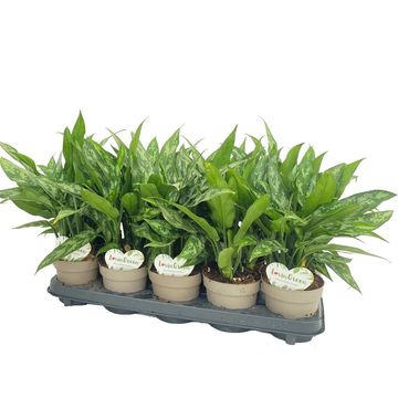 Aglaonema 'Maria'