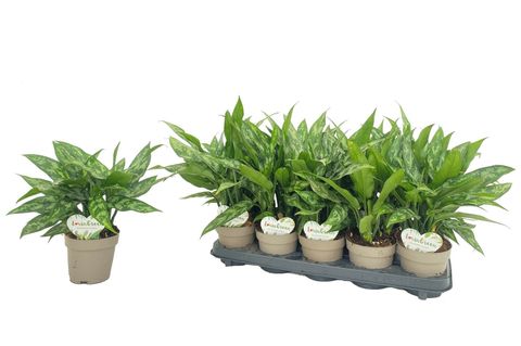 Aglaonema 'Maria'