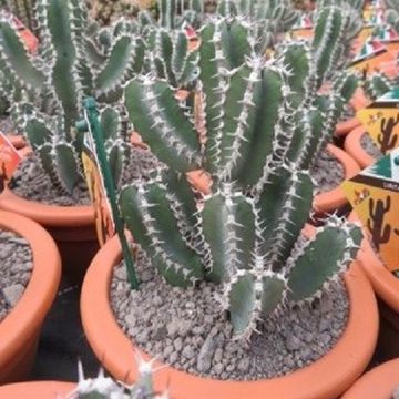 Euphorbia polyacantha