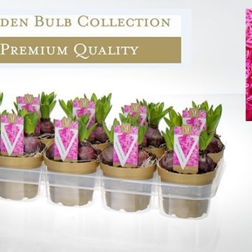 Hyacinthus orientalis 'Pink Pearl'