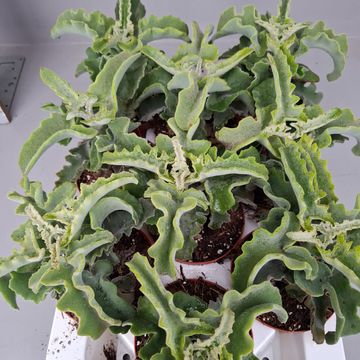 Kalanchoe beharensis 'Maltese Cross'