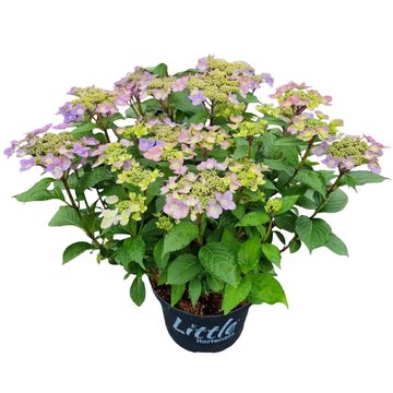 Hydrangea MILLION STARS SIRIUS BLUE