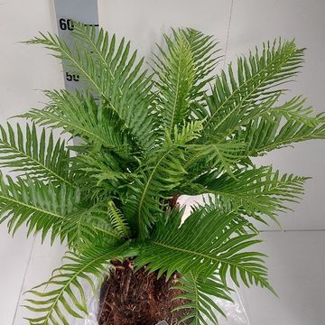 Blechnum gibbum 'Silver Lady'