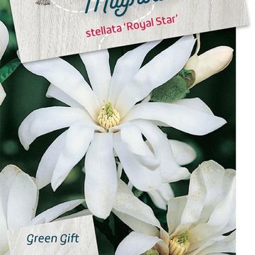 Magnolia stellata 'Royal Star'