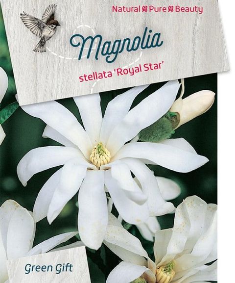 Magnolia stellata 'Royal Star'