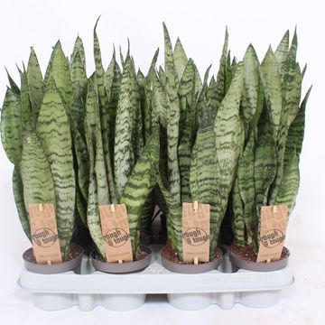 Sansevieria zeylanica