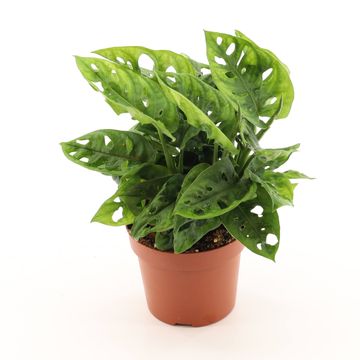 Monstera adansonii