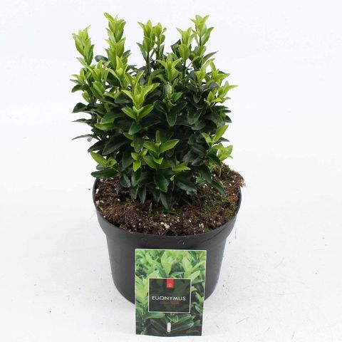 Euonymus japonicus 'Green Spire'