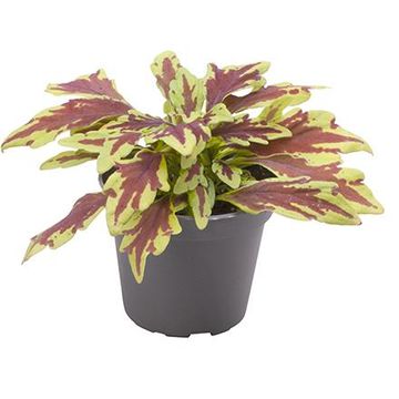 Plectranthus scutellarioides 'Le Freak'