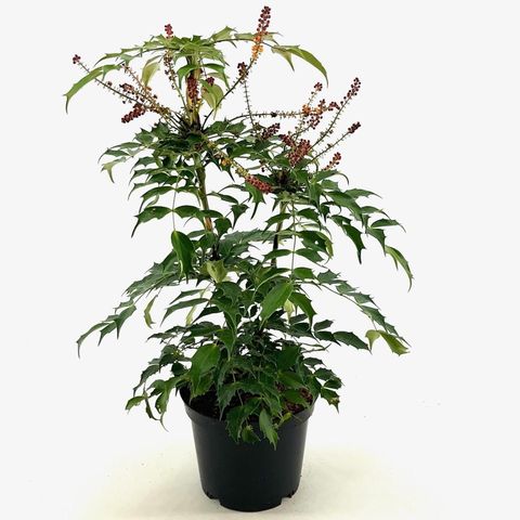 Mahonia 'Cabaret'