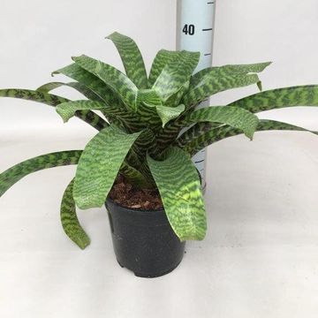 Vriesea hieroglyphica