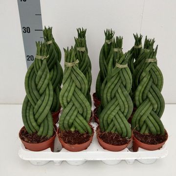 Sansevieria cylindrica 'Braid'