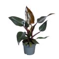 Filodendro erubescens 'New Red'