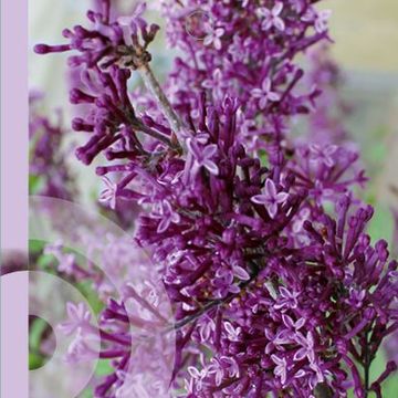 Syringa BLOOMERANG DARK PURPLE