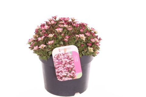 Saxifraga ALPINO EARLY PICOTEE