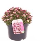 Saxifraga ALPINO EARLY PICOTEE