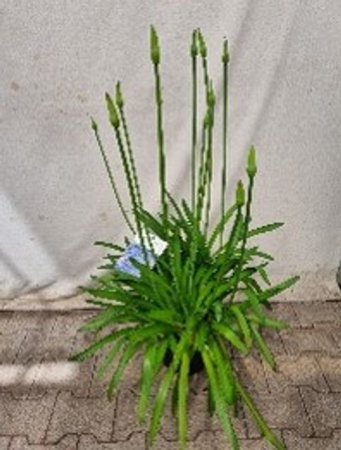 Agapanthus EYDORI BLUE