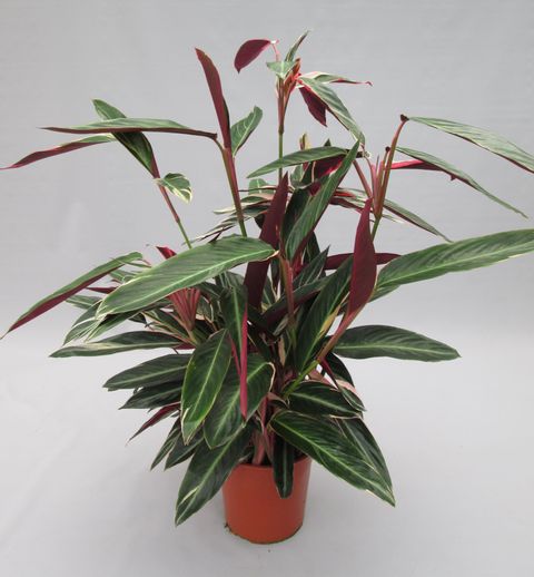 Stromanthe sanguinea 'Triostar'