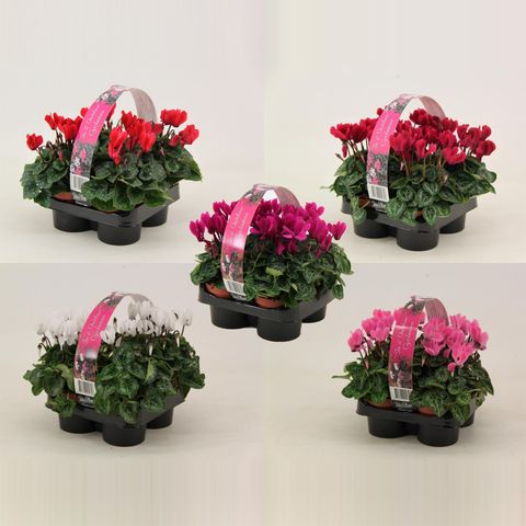 Cyclamen SUPER SERIE VERANO MIX