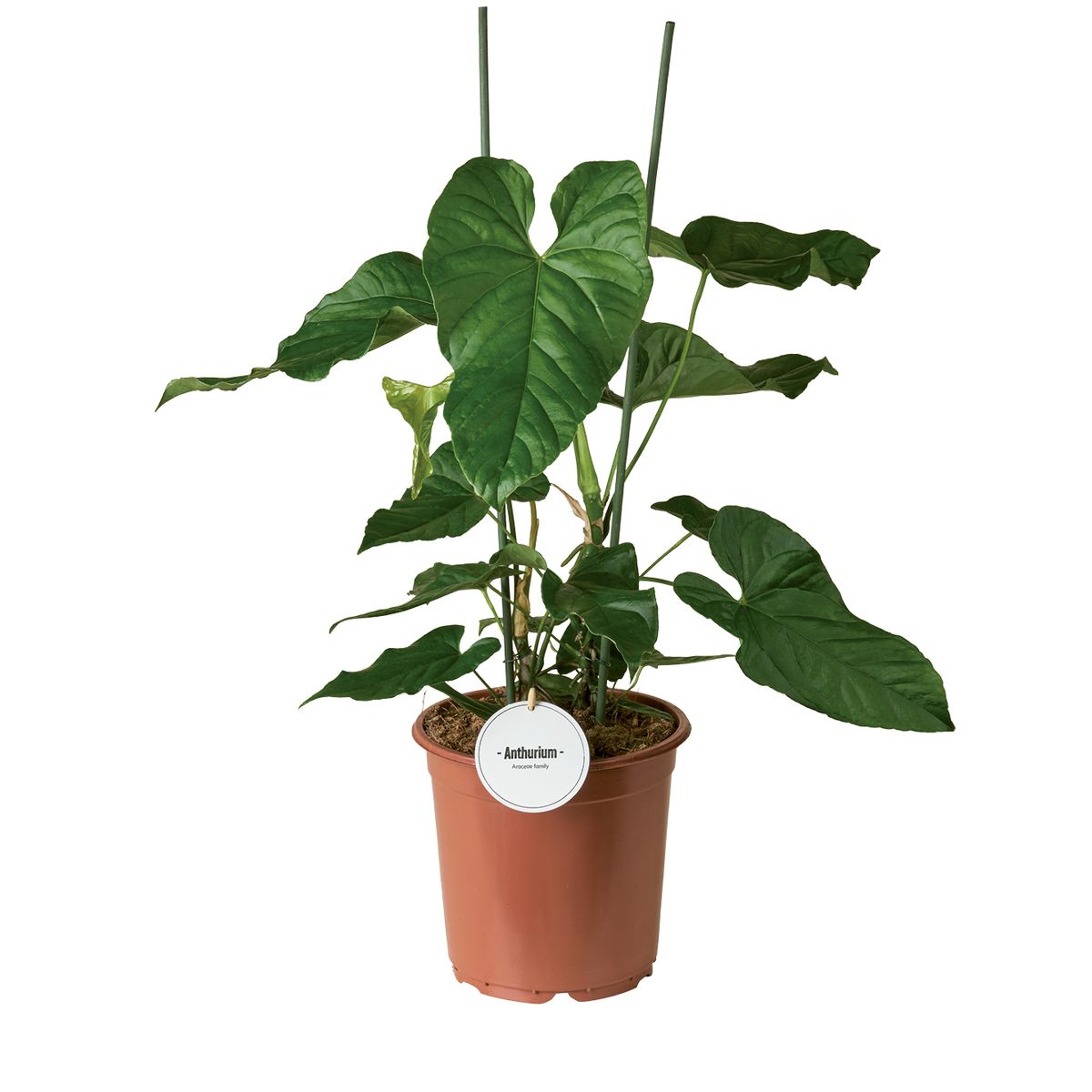 Anthurium balaoanum  Plant Wholesale FlorAccess