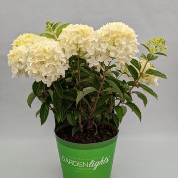 Hydrangea paniculata WHITELIGHT