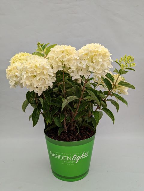 Hydrangea paniculata WHITELIGHT