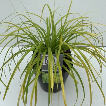 Carex oshimensis EVERCOLOR EVERILLO