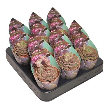 Echeveria 'Brown Pink'