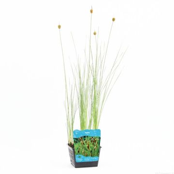 Typha minima