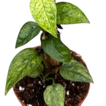 Epipremnum pinnatum 'Yellow Mint'