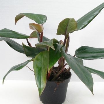 Philodendron 'Ruby'