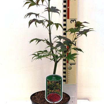 Acer palmatum 'Ôsakazuki'