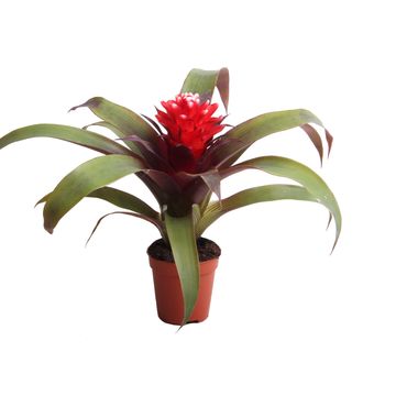 Guzmania 'Priscilla'