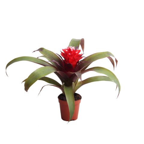 Guzmania 'Priscilla'